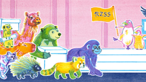 A colourful illustration of animals carrying archival material from Edinburgh Zoo to the University of Edinburgh Main Library.